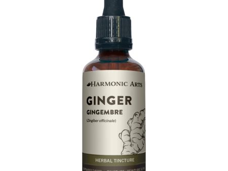 Ginger Root - Zingeber Officinale For Discount